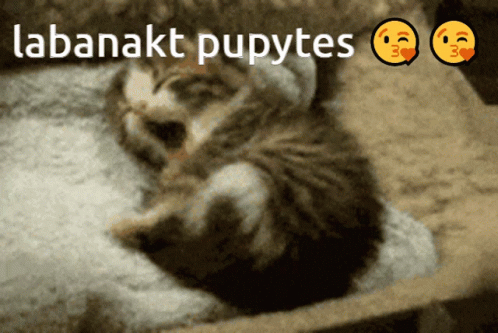 Cat Kate GIF - Cat Kate GIFs