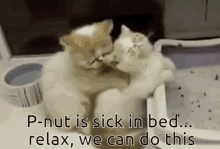 Pnut Division2 GIF - Pnut Division2 Relax Cat GIFs