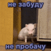 a small pig is sitting in a doorway next to a wooden shelf .