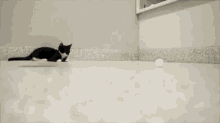 Cat Playtime GIF - Cat Playtime When Boss Is Not Around GIFs