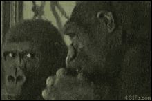 Gorilla Nose Picking GIF - Gorilla Nose Picking Booger GIFs