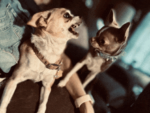 two small dogs are sitting next to each other and one of them is barking