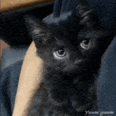 a black cat is being held in someone 's lap and the words yumm yumm are on the bottom