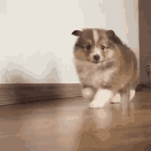 Spitz GIF - Puppy Cute Dog GIFs