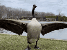 Goose Canada Goose GIF - Goose Canada Goose Goosey GIFs