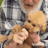 Feeding My Dog Toy Poodle GIF - Feeding My Dog Toy Poodle Viralhog GIFs