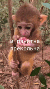 абизян обезьяна GIF - абизян обезьяна понятно GIFs