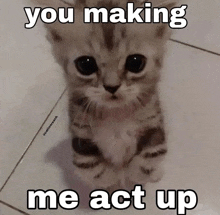 a kitten is sitting on a tile floor with a caption that says you making me act up