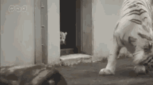Cat Scared GIF - Cat Scared Tiger GIFs