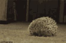 Hedgehog Rolling Up GIF - Hedgehog Rolling Up Cute GIFs