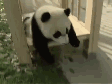 Pandas Sliding! GIF - Pandaslide Cute Awe GIFs