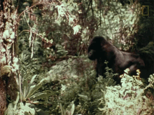 The Mountain Gorilla Dian Fossey Narrates Her Life With Gorillas In This Vintage Footage GIF
