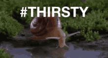 Thirsty Snail GIF - Thirsty Snail So Thirsty GIFs