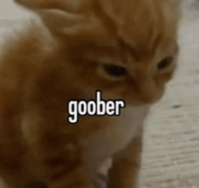 a kitten with the word goober on it