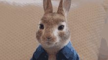 Really Peter Rabbit GIF - Really Peter Rabbit Peter Rabbit2the Runaway GIFs