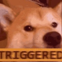 Shiba Dog GIF - Shiba Dog Triggered GIFs