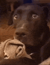 Dog What GIF - Dog What Wtf GIFs