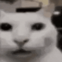 Cat Meme Cat GIF - Cat Meme Cat Dracula Cat GIFs