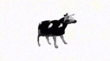Polish Cow Meme GIF
