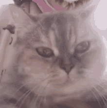 What Cat Face GIF - What Cat Face Cat GIFs