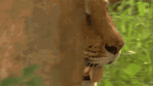 Panting Tiger Global Tiger Day See Why These Cats Earned Their Stripes GIF