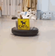 Cat Chillin GIF - Cat Chillin Robot GIFs