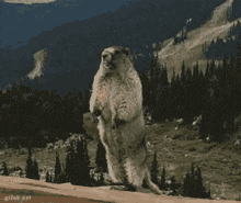 a ground squirrel is standing on its hind legs with its mouth open