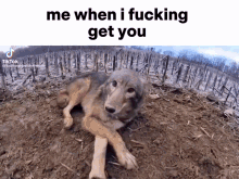 me when i fucking get you me when me meme wolf