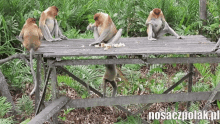 monkey eating pjotter kurla ino mie nie denervwuj