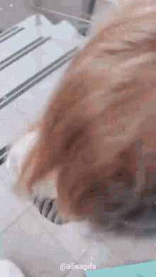 a close up of a cat 's head on a tiled floor .