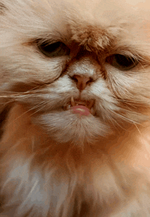 a close up of a cat 's face with a pink tongue sticking out