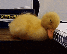 Duckling GIF - Duckling GIFs