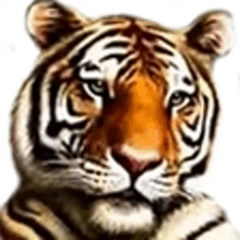 roflan tigran