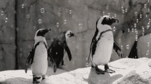 Bubbles Penguins GIF - Bubbles Penguins Playtime GIFs