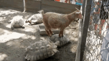 The Weight Of A Gost Is On My Sholders GIF - Goat Turtle Funny GIFs