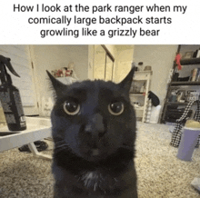 a black cat is looking at the camera with the caption how i look at the park ranger when my comically large backpack starts growling