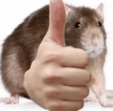 a person is giving a thumbs up to a rat .