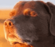 a close up of a brown dog 's face with a blurred background