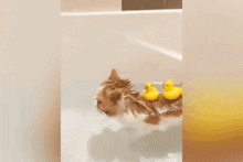 a cat is taking a bath with three yellow rubber ducks