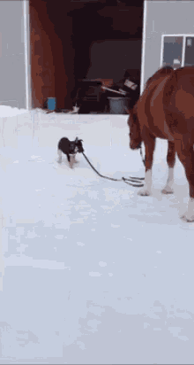 Puppy Takes Horse For A Walk GIF - Puppy Horse Walk GIFs