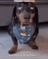a dachshund wearing a bandana is standing on its hind legs and says `` happy birthday '' .