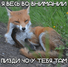 a picture of a fox with a caption in a foreign language