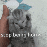 Kitty Horny GIF - Kitty Horny GIFs