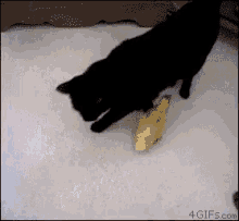 Reddit Duck GIF - Reddit Duck Cat GIFs