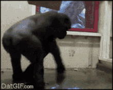 GIF