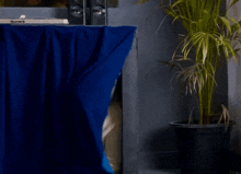a man is peeking out from behind a blue curtain that says numark on it