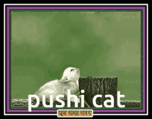 Today Cat GIF - Today Cat Jumping GIFs
