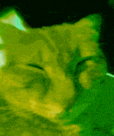 a close up of a cat 's face in green light