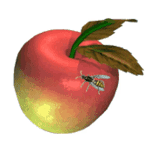 apple fruit spinboi fly insect