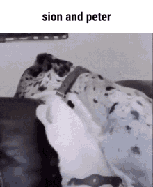 peter dog